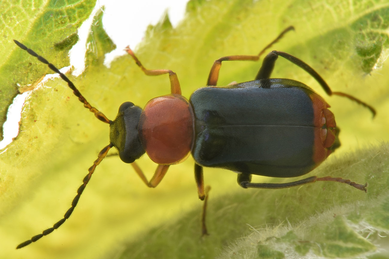 Malachiidae: Ebaeus battonii, maschio